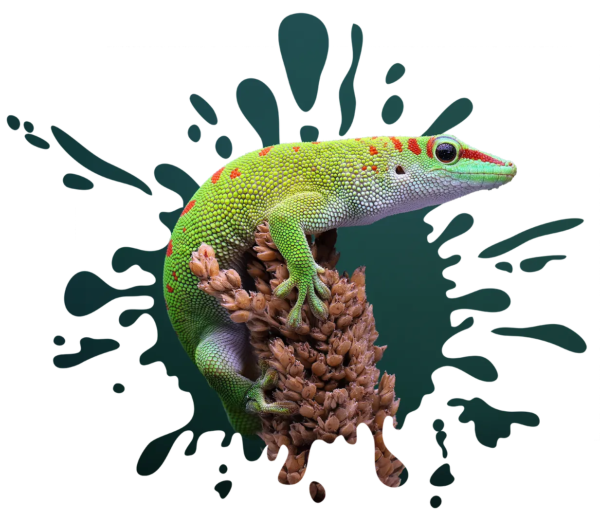 Airgecko peinture